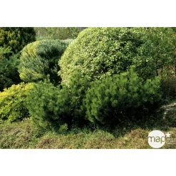 Pinus mugo Mughus H : 20/30 cm ctr 2L