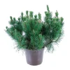 Pinus mugo Pumilio, H : 30/40 cm, ctr 4L