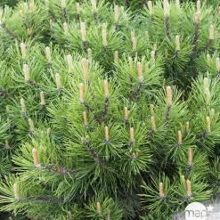Pinus mugo Pumilio, H : 30/40 cm, ctr 4L
