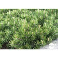 Pinus mugo Pumilio, H : 30/40 cm, ctr 4L