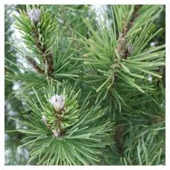 Pinus mugo Pumilio, H : 30/40 cm, ctr 4L