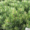Pinus mugo Pumilio H30/40cm : pot 3L