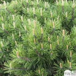 Pinus mugo Pumilio H30/40cm : pot 3L