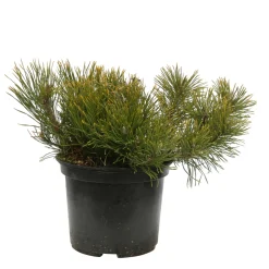 Pinus mugo Pumilio H30/40cm : pot 3L