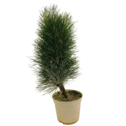 Pinus nigra ' Green Tower ' : hauteur 40/50 cm pot 4 litres