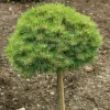 Pinus nigra Marie Bregeon, H : 30/40 cm, ctr déco 4L