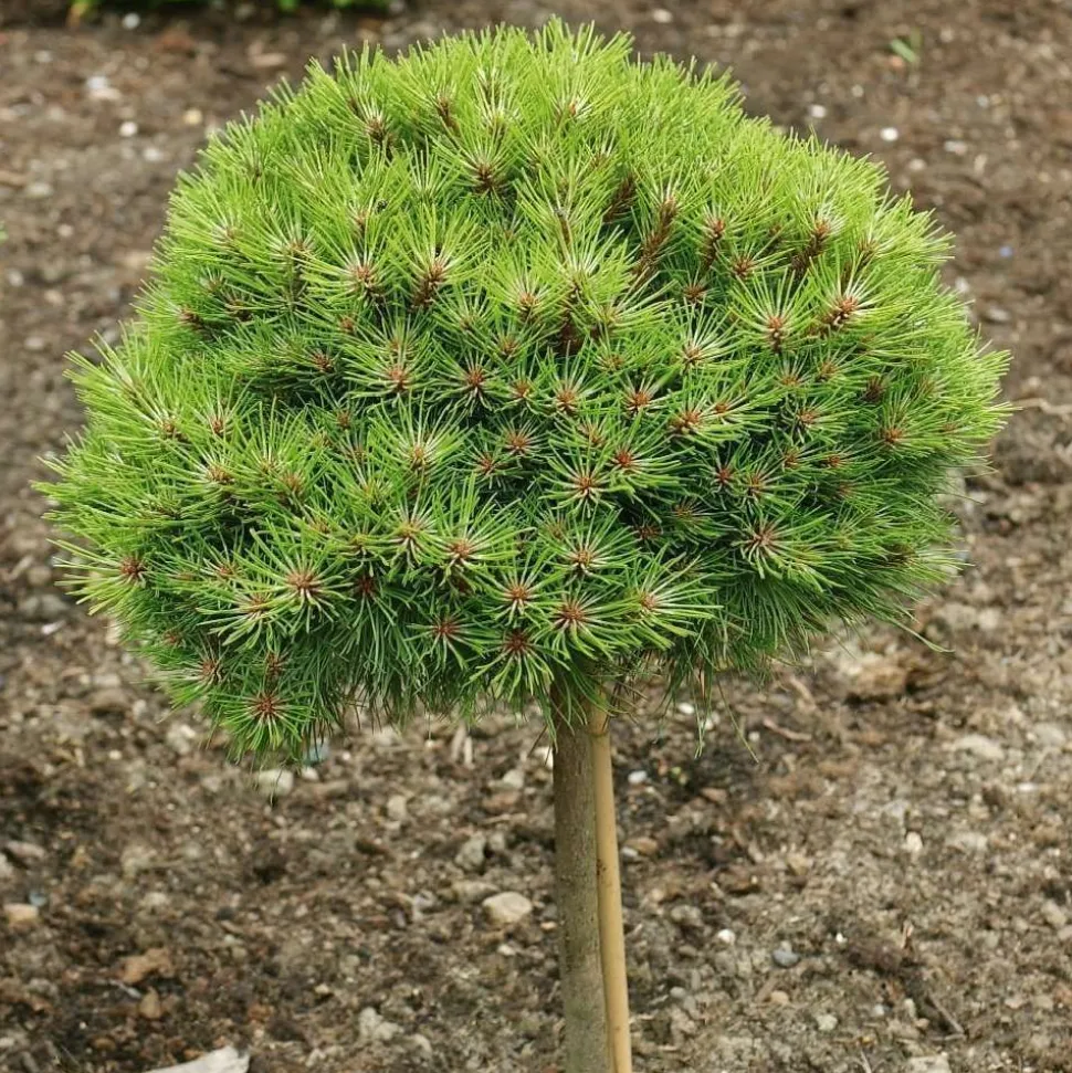 Pinus nigra Marie Bregeon, H : 30/40 cm, ctr déco 4L