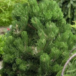 Pinus nigra Oregon green:h40/60cm pot 6L