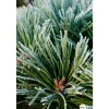 Pinus nigra Pierrick Bregeon, ctr 40L