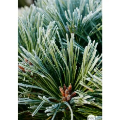 Pinus nigra Pierrick Bregeon, ctr 40L