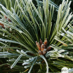 Pinus nigra Pierrick Bregeon, ctr 40L
