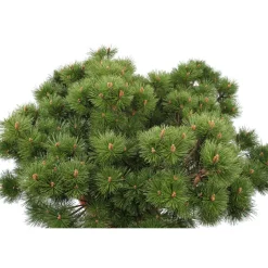 Pinus nigra Pierrick Bregeon, ctr 40L