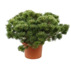 Pinus nigra Pierrick Bregeon, ctr 40L