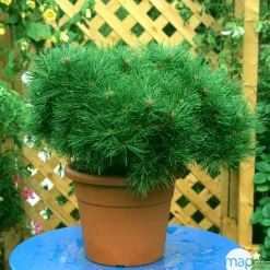 Pinus nigra Pierrick Bregeon, ctr 40L