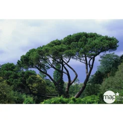 Pinus pinea , demi-tige, H :175/200 cm, 14/16