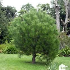 Pinus pinea , demi-tige, H :175/200 cm, 14/16