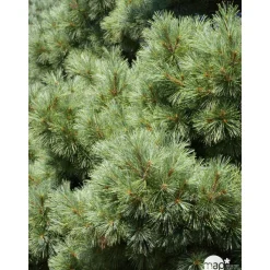 Pinus strobus Nana H : 30/40 cm, ctr 4L