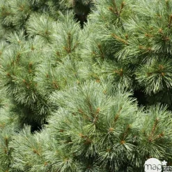 Pinus strobus Nana H : 30/40 cm, ctr 4L