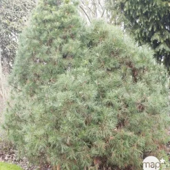 Pinus Sylvestris Globosa Viridis: H.30/40 cm - pot 3L