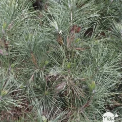 Pinus Sylvestris Globosa Viridis: H.30/40 cm - pot 3L