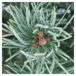 Pinus sylvestris Watereri, H : 30/40 cm, ctr 4L