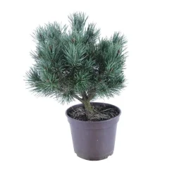 Pinus sylvestris Watereri, H : 30/40 cm, ctr 4L
