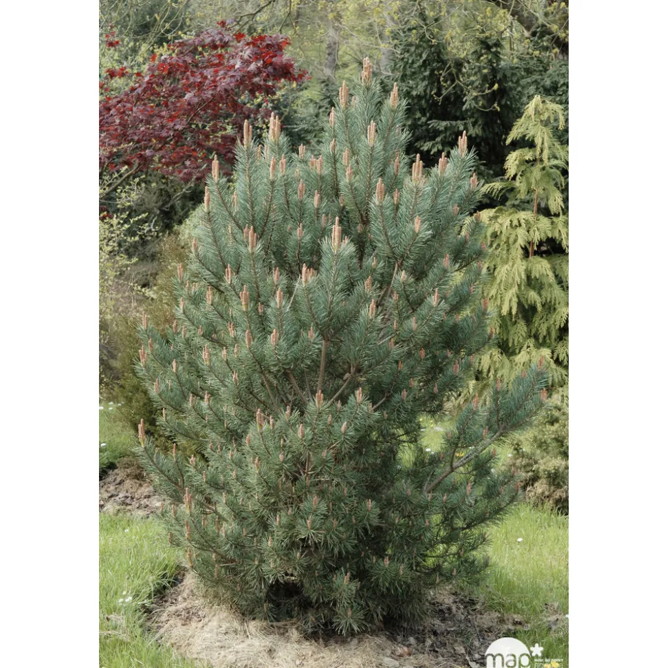 Pinus sylvestris Watereri, H : 30/40 cm, ctr 4L