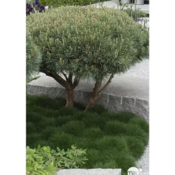 Pinus sylvestris Watereri, H : 30/40 cm, ctr 4L