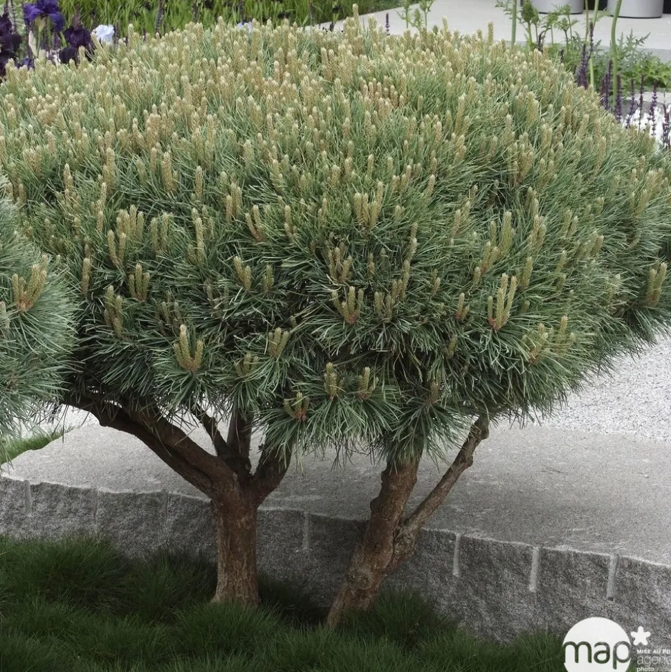 Pinus sylvestris Watereri, H : 30/40 cm, ctr 4L