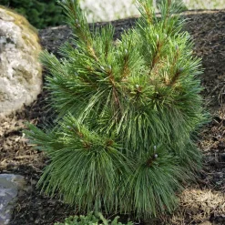 Pinus x ' Schwerinii': ctr 6L