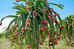 Pitaya hylocereus undatus (ou fruit du dragon) - 45/65 cm