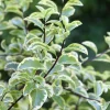 Pittosporum tenuifolium ' Variegatum ' : conteneur 10 litres