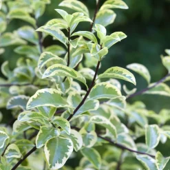 Pittosporum tenuifolium ' Variegatum ' : conteneur 10 litres