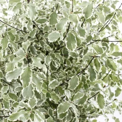 Pittosporum tenuifolium ' Variegatum ' : conteneur 10 litres