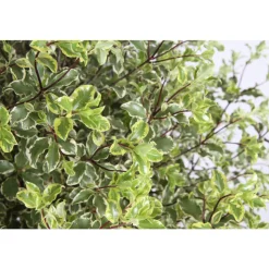 Pittosporum tenuifolium ' Variegatum ' : conteneur 10 litres