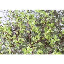 Pittosporum tenuifolium ' Variegatum ' : conteneur 10 litres