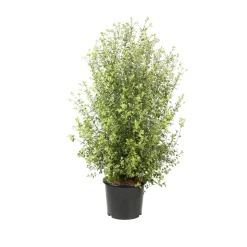 Pittosporum tenuifolium ' Variegatum ' : conteneur 10 litres