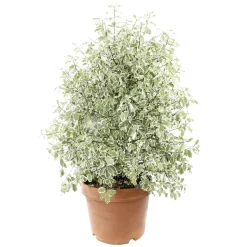 Pittosporum tenuifolium ' Variegatum ' : conteneur 10 litres