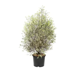 Pittosporum tenuifolium ' Variegatum ' : conteneur 10 litres