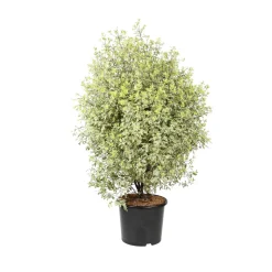 Pittosporum tenuifolium ' Variegatum ' : conteneur 10 litres