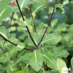 Pittosporum Tenuifolium : ctr 5 litres