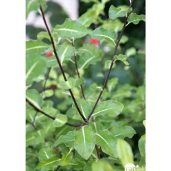 Pittosporum Tenuifolium : ctr 5 litres