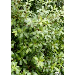 Pittosporum Tenuifolium : ctr 5 litres