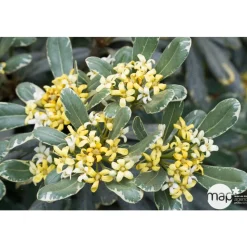 Pittosporum Tenuifolium variegatum : 10L