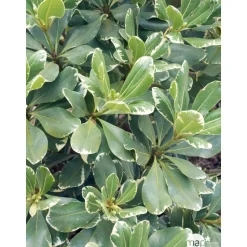 Pittosporum Tenuifolium variegatum : 10L