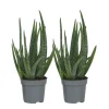 PLANT IN A BOX - Aloe vera - set de 2 - aloe barbadensis - hauteur 25-40cm - ⌀10,5cm