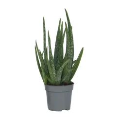 PLANT IN A BOX - Aloe vera - aloe barbadensis - hauteur 25-40cm - ⌀10,5cm