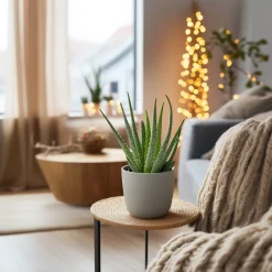 PLANT IN A BOX - Aloe vera - aloe barbadensis - hauteur 25-40cm - ⌀10,5cm