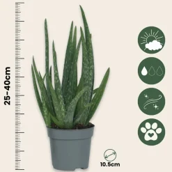 PLANT IN A BOX - Aloe vera - aloe barbadensis - hauteur 25-40cm - ⌀10,5cm