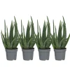 PLANT IN A BOX - Aloe vera - set de 4 - aloe barbadensis - hauteur 25-40cm - ⌀10,5cm